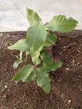 Brant's oak